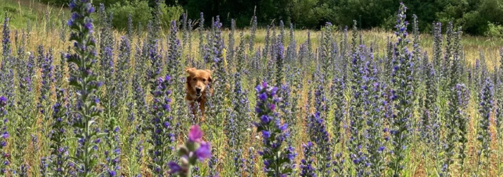 Hundebetreuung Blume