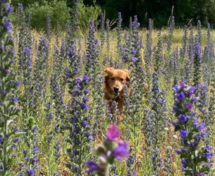 Hundewiese Bardowick Hundebetreuung Blume