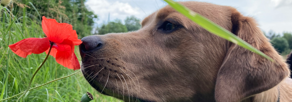 Hundebetreuung Mohn