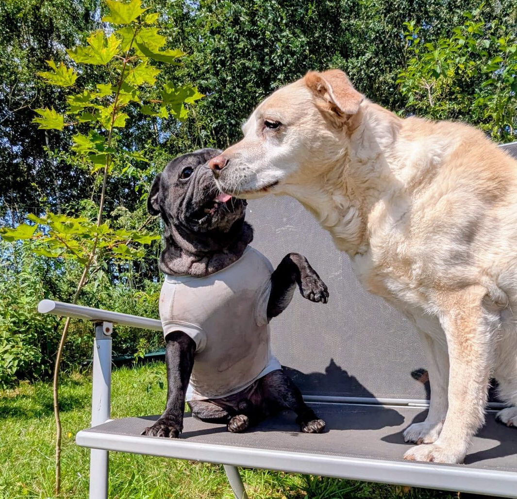 Hundebetreuung entspannte Gruppe